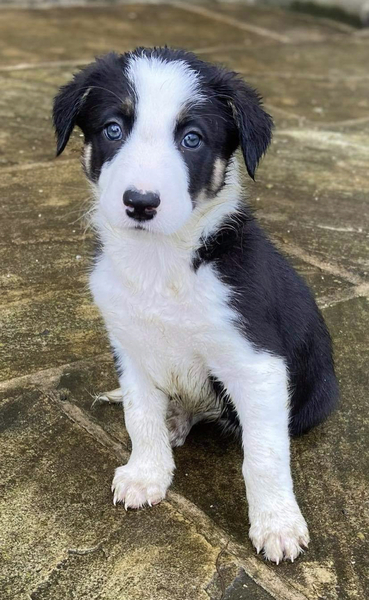 Puppy survival thread. Cold nights in the garden ... yeah...no