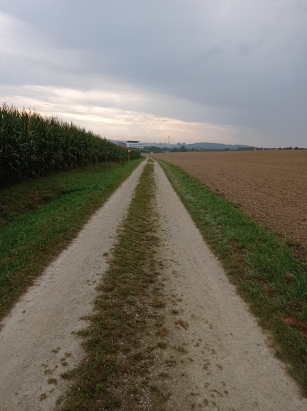 Walking for exercise/ mental and physical health/ as a hobby
