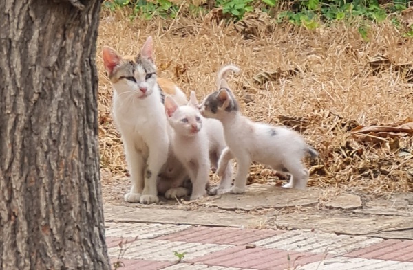 Best kitten photo ever