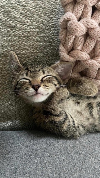 Best kitten photo ever