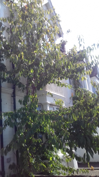 Should I cut down neighbour's tree?