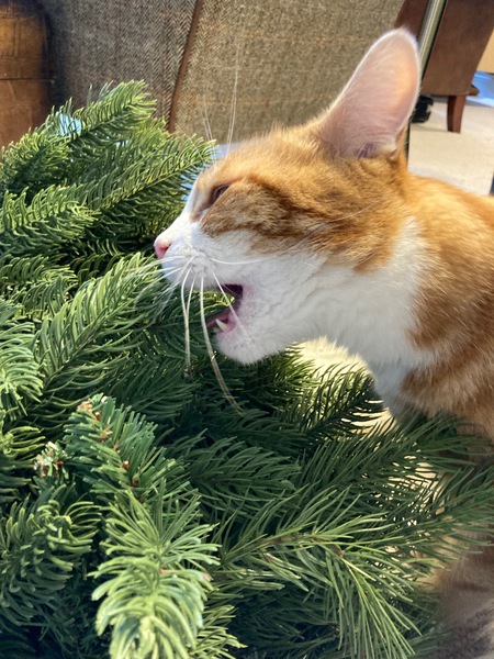 What's your DCat up to today? (Thread 9)