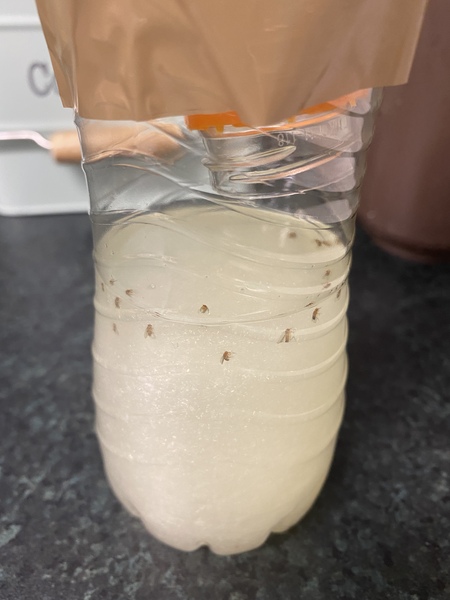 Fruit flies?