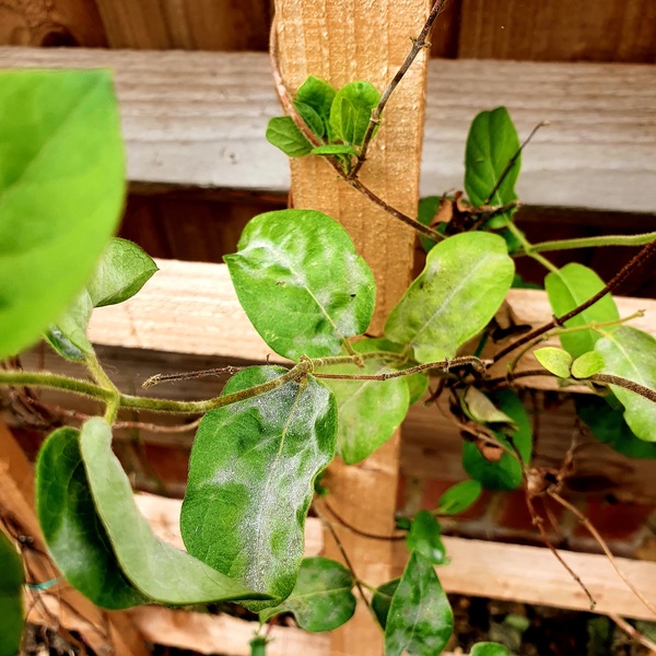 What should I do with this unhappy honeysuckle?