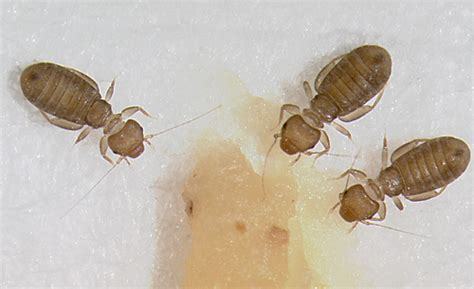 Bed bugs 😫 pic