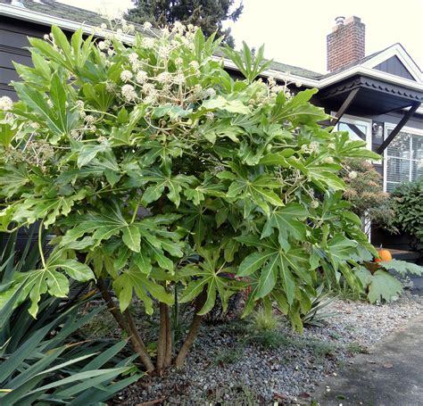 Loss with this garden