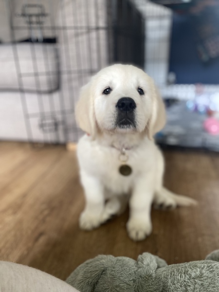 Puppy survival thread September and the pups just want to eat all the leaves!