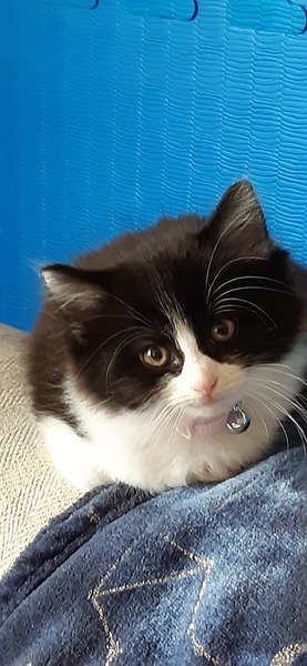kitten peeing in corner
