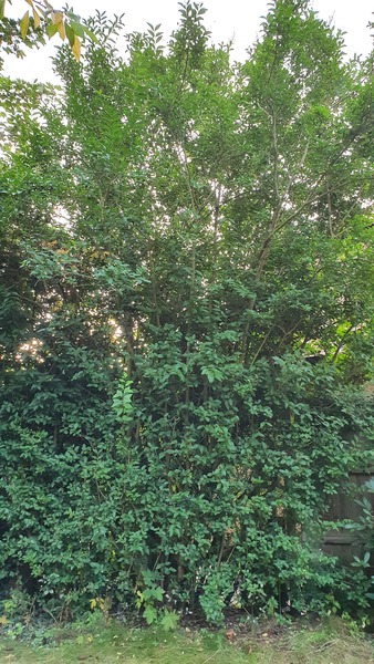 Privet hedge pruning (with photo)