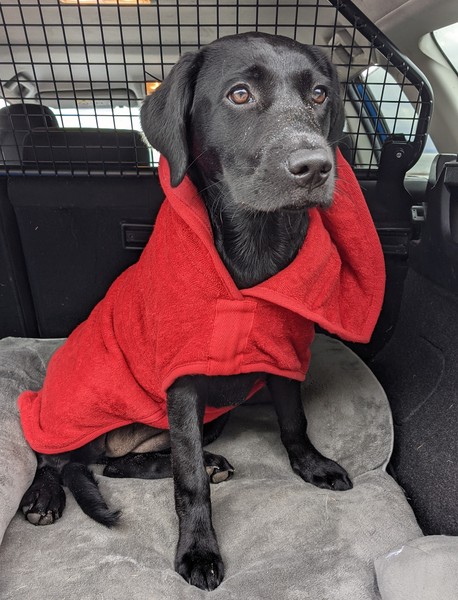 Puppy survival thread. Cold nights in the garden ... yeah...no