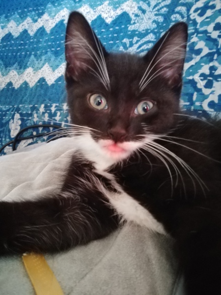 Where is kitten hiding toys?