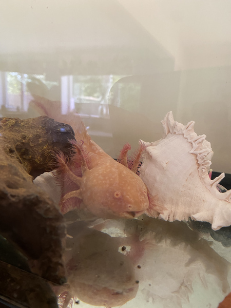 Axolotl toy