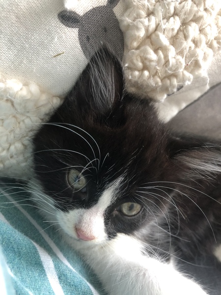 Silly q about kittens