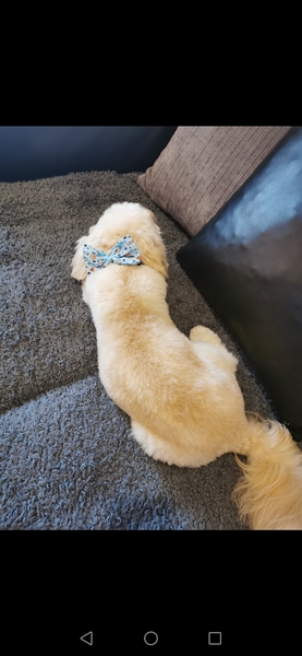 Cavapoochon - what does yours look like?