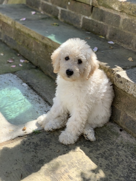 Puppy survival thread September and the pups just want to eat all the leaves!
