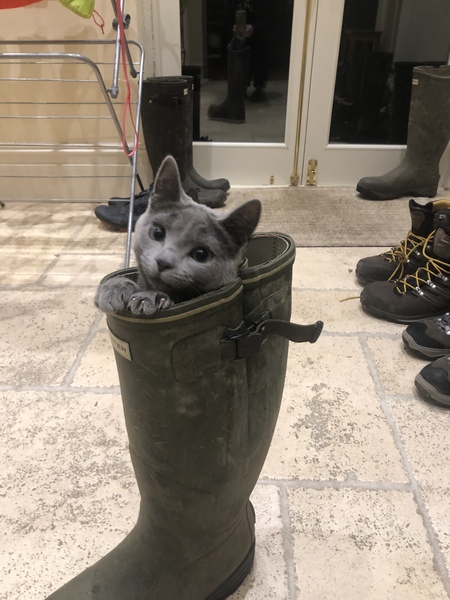 Best kitten photo ever