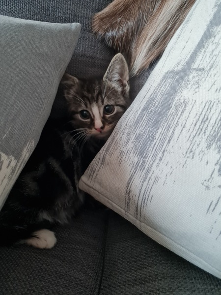 New Kitten After Heartbreak