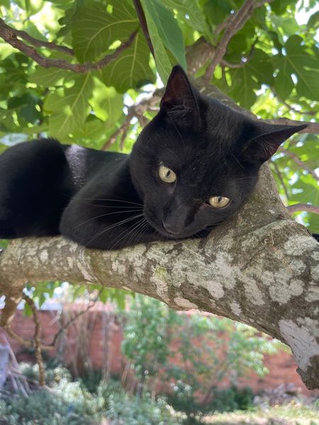 Best kitten photo ever