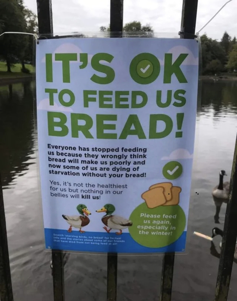 Shamed at the Duck pond.