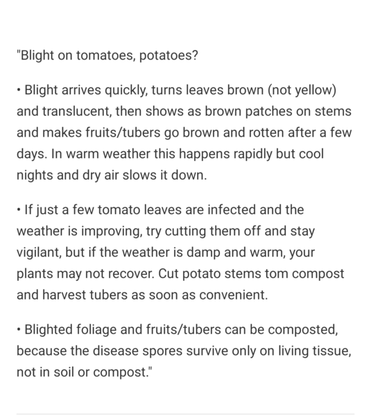 Blasted tomato blight