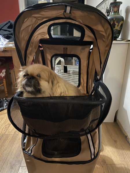To buy my dog a pram?