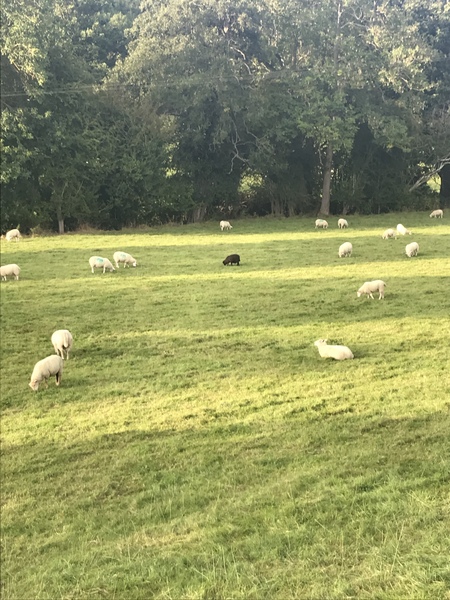 The farmer wants a wife