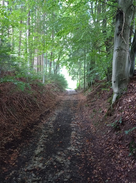 Walking for exercise/ mental and physical health/ as a hobby