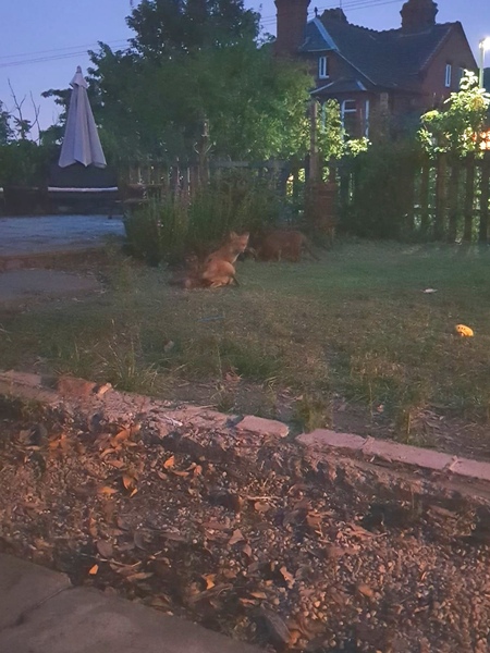 We have a fox family in our garden