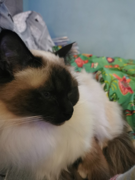 Indoor cat breed help