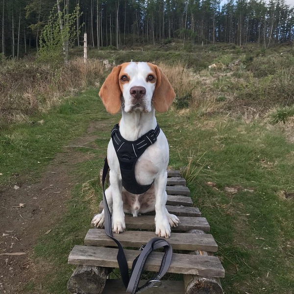 What breed to get?