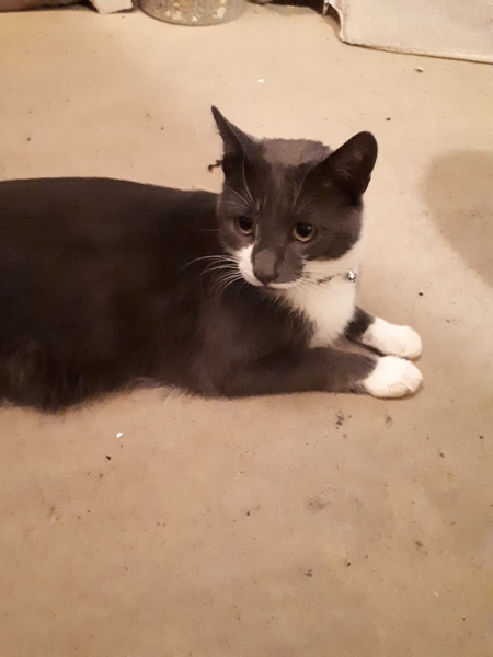possible urethra blockage, can't get through to energency vet