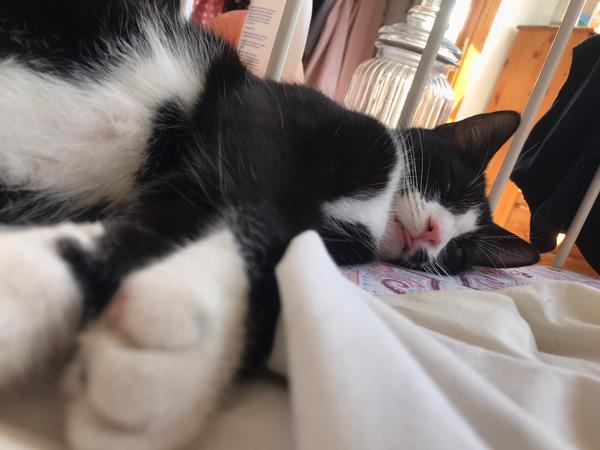 Best kitten photo ever