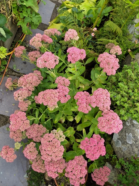 September in the garden