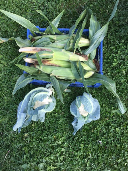 Allotment/Veg patch Thread 17 - onwards and upwards