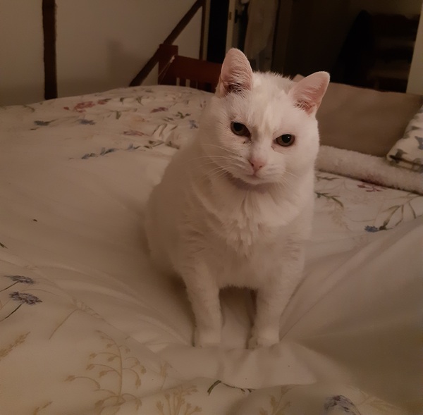 Sneezing cat