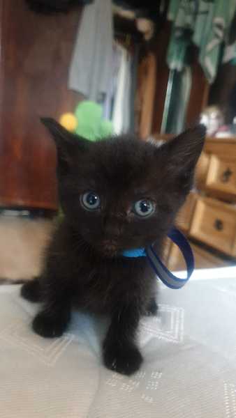Kittens - what do I need to do