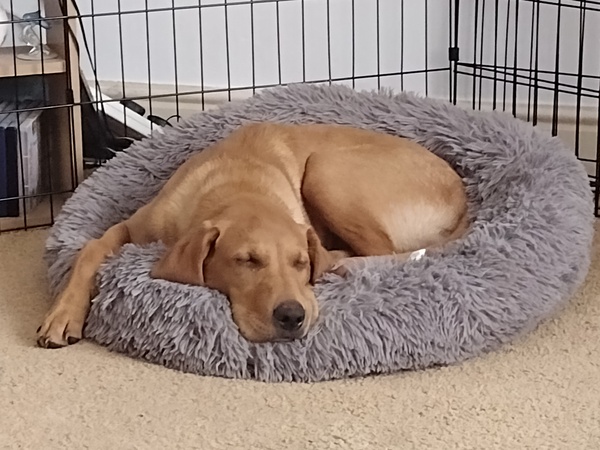 Puppy survival thread. Cold nights in the garden ... yeah...no