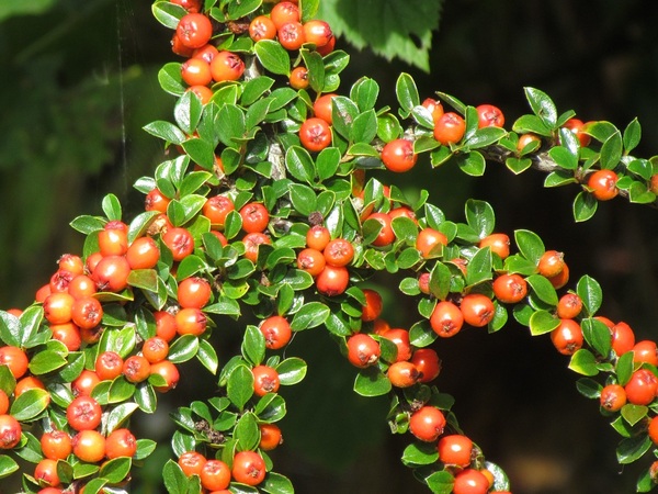 Any Witches Here? Part 15