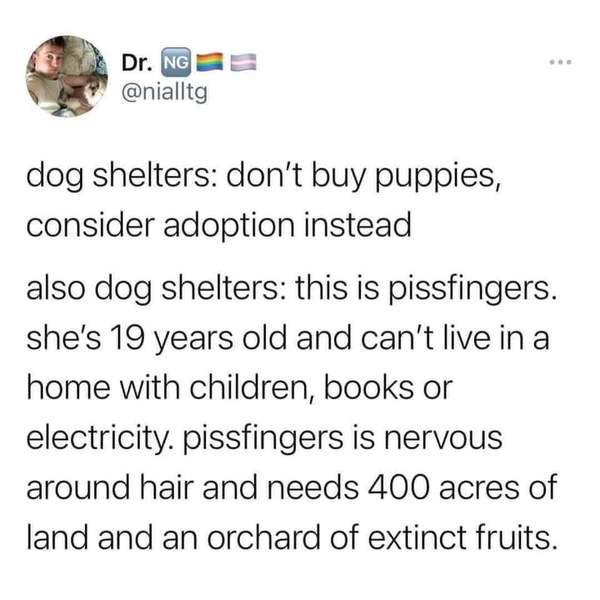 Refused to rehome a dog ...aibu to think it's a ridiculous decision?