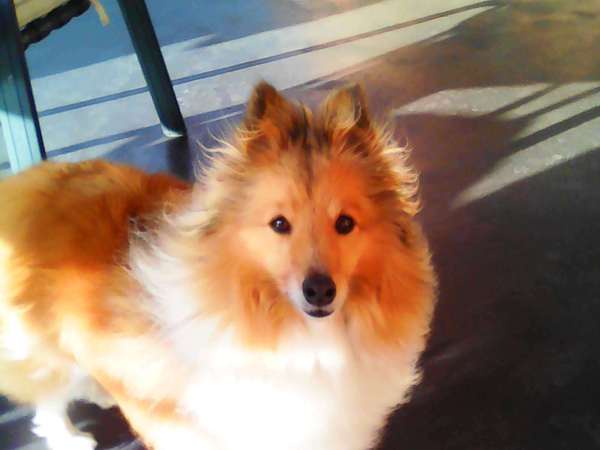 I don't like my puppy