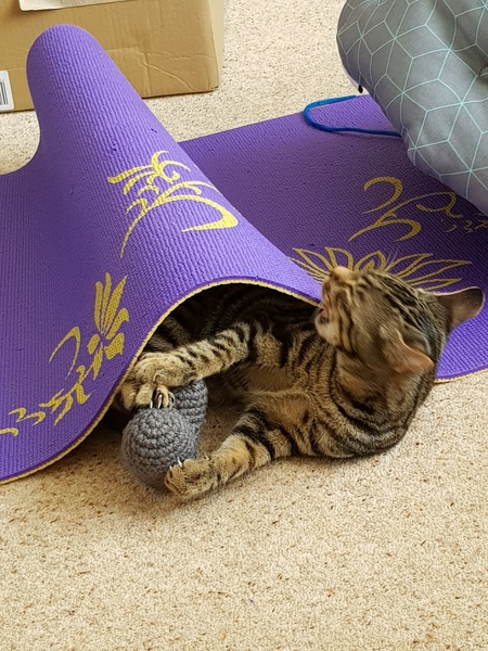 Allowing cat to come and go at night ... thoughts please!