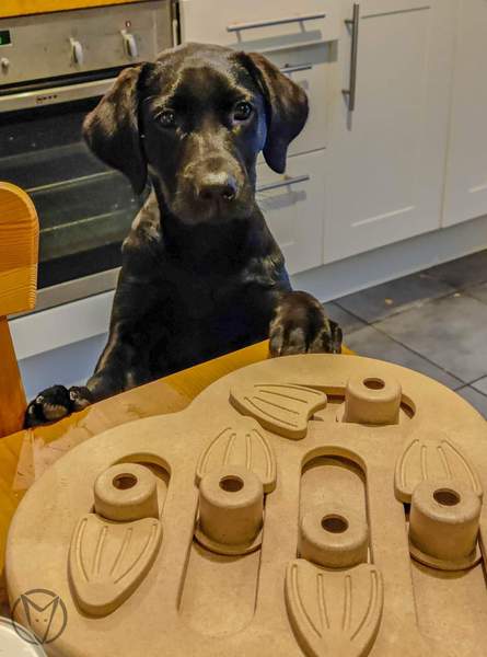 Puppy Survival Thread August part 2