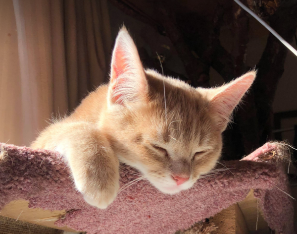 Ginger kitten