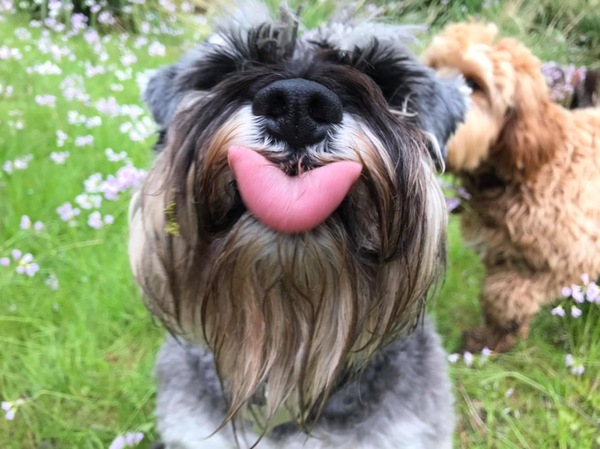 Aren't dogs great?