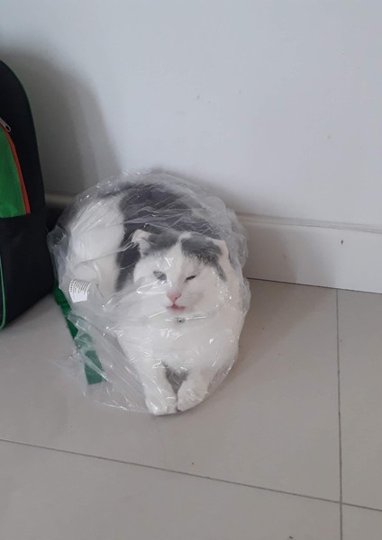The answer is "Because she's a cat"