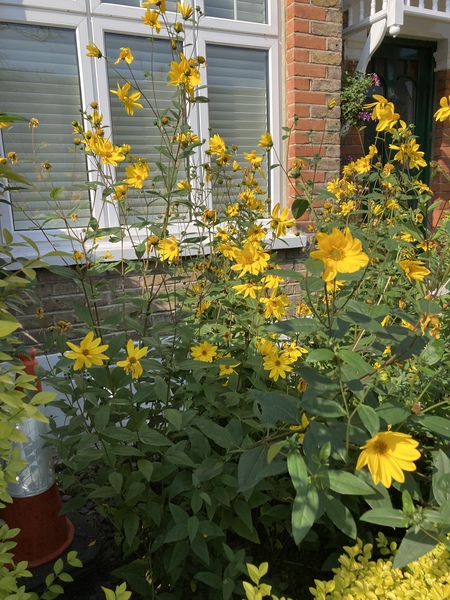 Name of this plant please?