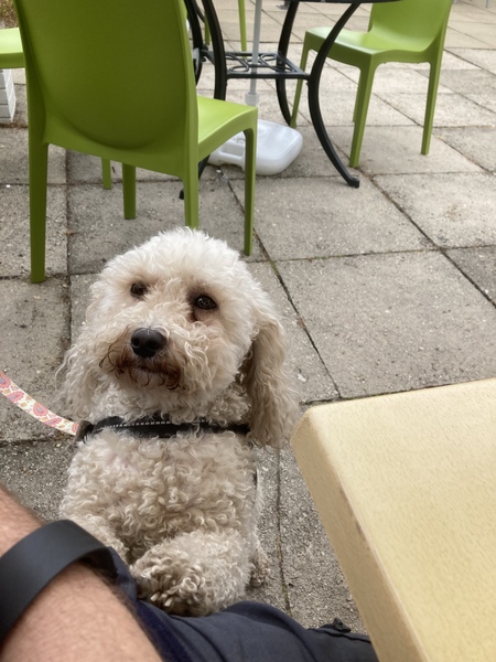 Cavapoochon - what does yours look like?