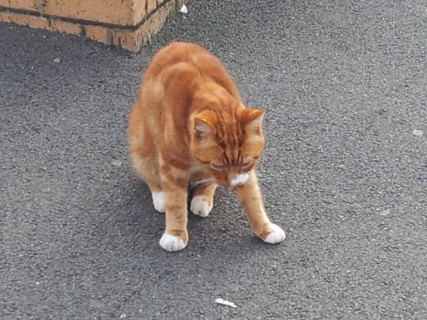 Thug cat part 4.  After all, it's not my Axminster.