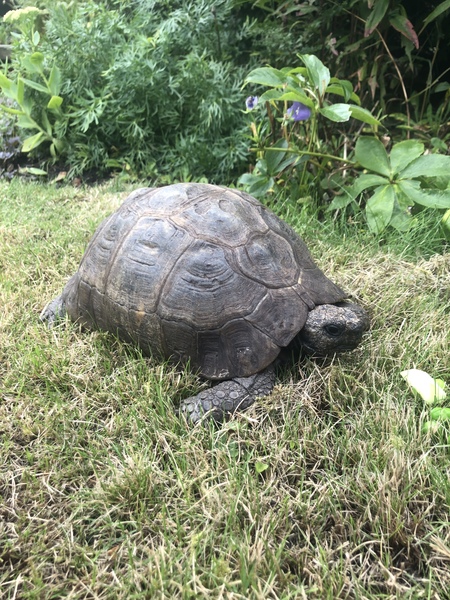 My 55 year old tortoise is poorly!
