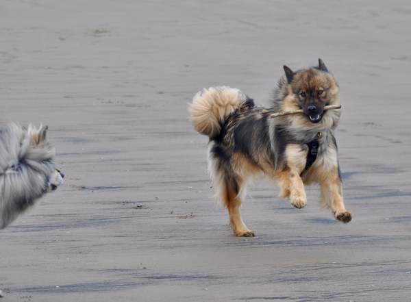 Why do you have the breed of dog that you have?